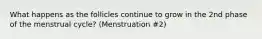 What happens as the follicles continue to grow in the 2nd phase of the menstrual cycle? (Menstruation #2)