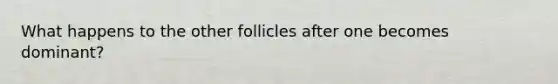 What happens to the other follicles after one becomes dominant?