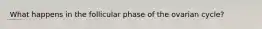 What happens in the follicular phase of the ovarian cycle?