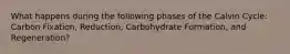 What happens during the following phases of the Calvin Cycle: Carbon Fixation, Reduction, Carbohydrate Formation, and Regeneration?