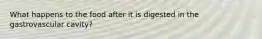 What happens to the food after it is digested in the gastrovascular cavity?