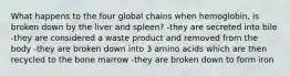 What happens to the four global chains when hemoglobin, is broken down by the liver and spleen? -they are secreted into bile -they are considered a waste product and removed from the body -they are broken down into 3 amino acids which are then recycled to the bone marrow -they are broken down to form iron