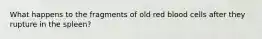 What happens to the fragments of old red blood cells after they rupture in the spleen?
