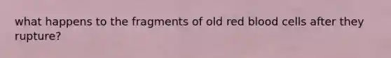 what happens to the fragments of old red blood cells after they rupture?