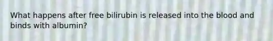 What happens after free bilirubin is released into the blood and binds with albumin?