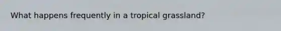 What happens frequently in a tropical grassland?