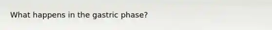 What happens in the gastric phase?