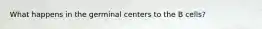 What happens in the germinal centers to the B cells?