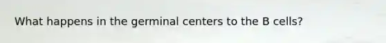 What happens in the germinal centers to the B cells?