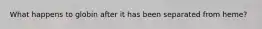 What happens to globin after it has been separated from heme?
