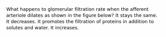 What happens to glomerular filtration rate when the afferent arteriole dilates as shown in the figure below? It stays the same. It decreases. It promotes the filtration of proteins in addition to solutes and water. It increases.