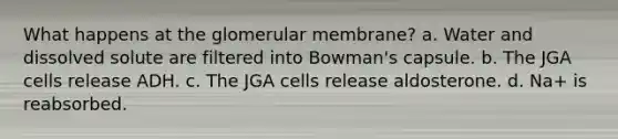 What happens at the glomerular membrane? a. Water and dissolved solute are filtered into Bowman's capsule. b. The JGA cells release ADH. c. The JGA cells release aldosterone. d. Na+ is reabsorbed.