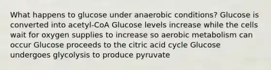 What happens to glucose under anaerobic conditions? Glucose is converted into acetyl-CoA Glucose levels increase while the cells wait for oxygen supplies to increase so aerobic metabolism can occur Glucose proceeds to the citric acid cycle Glucose undergoes glycolysis to produce pyruvate