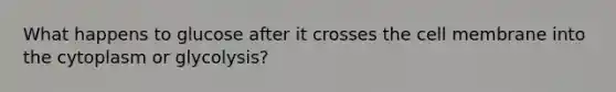 What happens to glucose after it crosses the cell membrane into the cytoplasm or glycolysis?