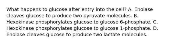 What happens to glucose after entry into the cell? A. Enolase cleaves glucose to produce two pyruvate molecules. B. Hexokinase phosphorylates glucose to glucose 6‑phosphate. C. Hexokinase phosphorylates glucose to glucose 1‑phosphate. D. Enolase cleaves glucose to produce two lactate molecules.