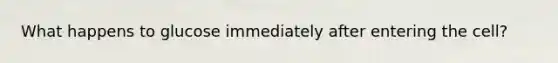 What happens to glucose immediately after entering the cell?