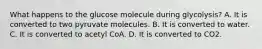 What happens to the glucose molecule during glycolysis? A. It is converted to two pyruvate molecules. B. It is converted to water. C. It is converted to acetyl CoA. D. It is converted to CO2.