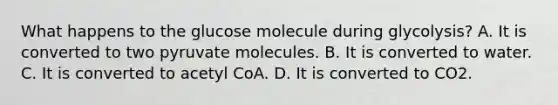 What happens to the glucose molecule during glycolysis? A. It is converted to two pyruvate molecules. B. It is converted to water. C. It is converted to acetyl CoA. D. It is converted to CO2.