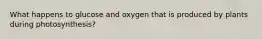 What happens to glucose and oxygen that is produced by plants during photosynthesis?