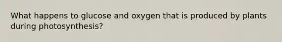 What happens to glucose and oxygen that is produced by plants during photosynthesis?