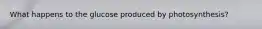 What happens to the glucose produced by photosynthesis?