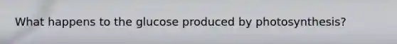 What happens to the glucose produced by photosynthesis?