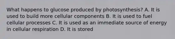 What happens to glucose produced by photosynthesis? A. It is used to build more cellular components B. It is used to fuel cellular processes C. It is used as an immediate source of energy in cellular respiration D. It is stored