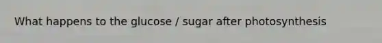 What happens to the glucose / sugar after photosynthesis