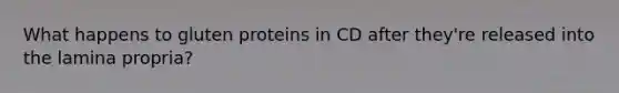 What happens to gluten proteins in CD after they're released into the lamina propria?