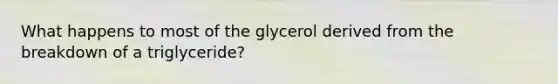 What happens to most of the glycerol derived from the breakdown of a triglyceride?