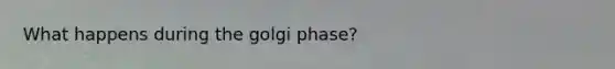 What happens during the golgi phase?