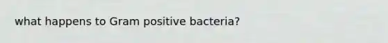 what happens to Gram positive bacteria?