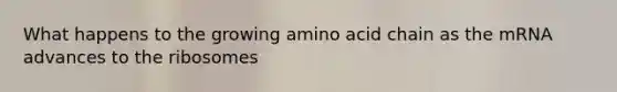 What happens to the growing amino acid chain as the mRNA advances to the ribosomes