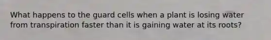 What happens to the guard cells when a plant is losing water from transpiration faster than it is gaining water at its roots?