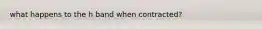 what happens to the h band when contracted?
