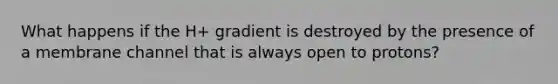 What happens if the H+ gradient is destroyed by the presence of a membrane channel that is always open to protons?