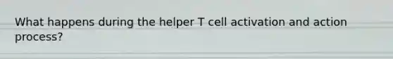 What happens during the helper T cell activation and action process?