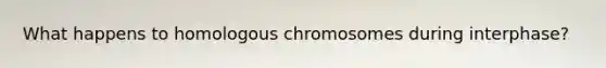 What happens to homologous chromosomes during interphase?