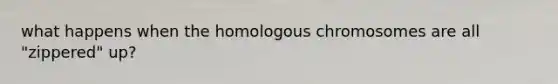 what happens when the homologous chromosomes are all "zippered" up?