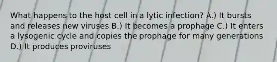 What happens to the host cell in a lytic infection? A.) It bursts and releases new viruses B.) It becomes a prophage C.) It enters a lysogenic cycle and copies the prophage for many generations D.) It produces proviruses