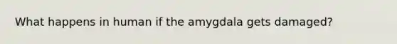 What happens in human if the amygdala gets damaged?