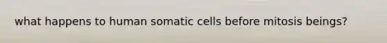 what happens to human somatic cells before mitosis beings?