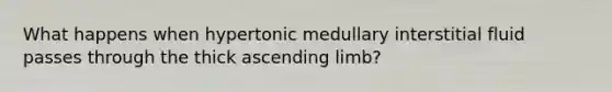 What happens when hypertonic medullary interstitial fluid passes through the thick ascending limb?