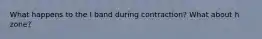 What happens to the I band during contraction? What about h zone?