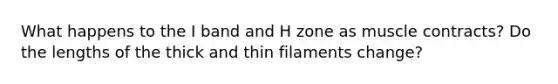 What happens to the I band and H zone as muscle contracts? Do the lengths of the thick and thin filaments change?