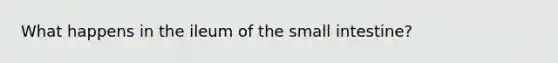 What happens in the ileum of the small intestine?