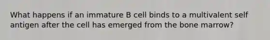 What happens if an immature B cell binds to a multivalent self antigen after the cell has emerged from the bone marrow?