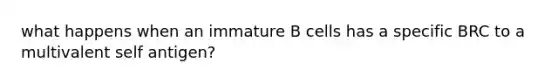 what happens when an immature B cells has a specific BRC to a multivalent self antigen?