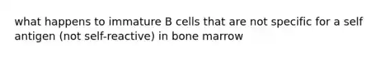 what happens to immature B cells that are not specific for a self antigen (not self-reactive) in bone marrow