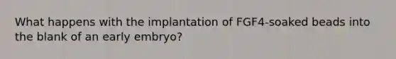 What happens with the implantation of FGF4-soaked beads into the blank of an early embryo?